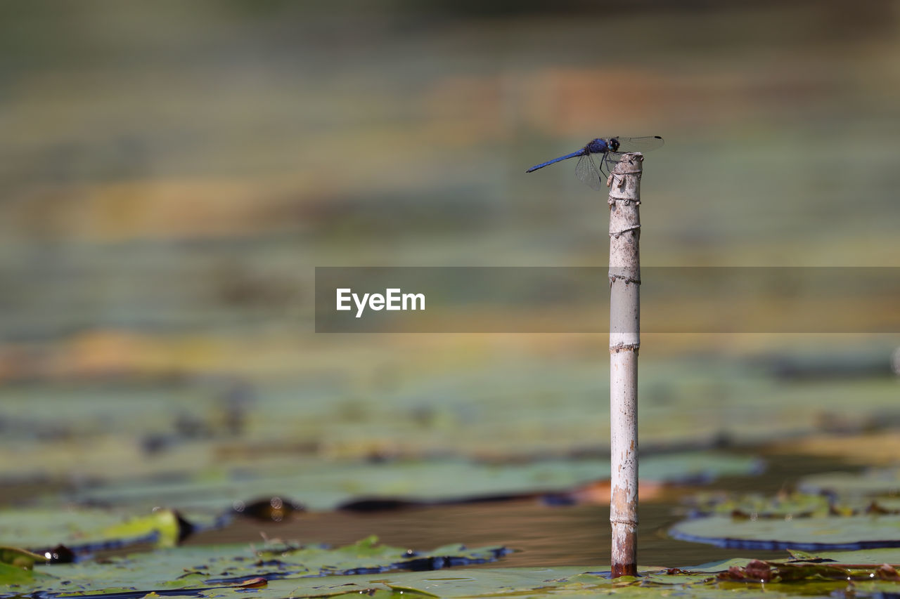 CLOSE-UP OF BIRD ON WOODEN POLE