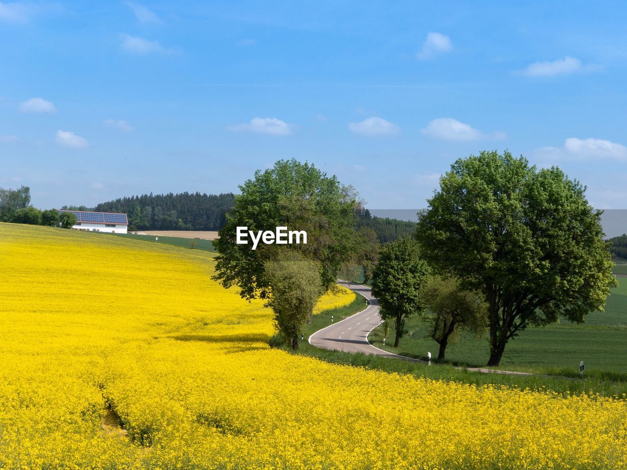 Scenic view of oilseed rape field against sky