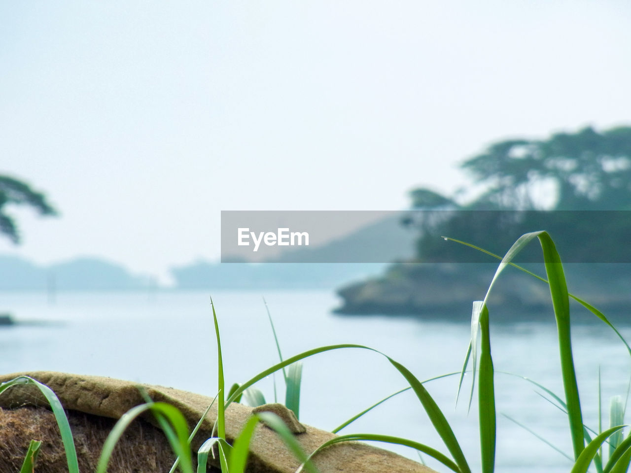 CLOSE-UP OF PLANT AGAINST SEA