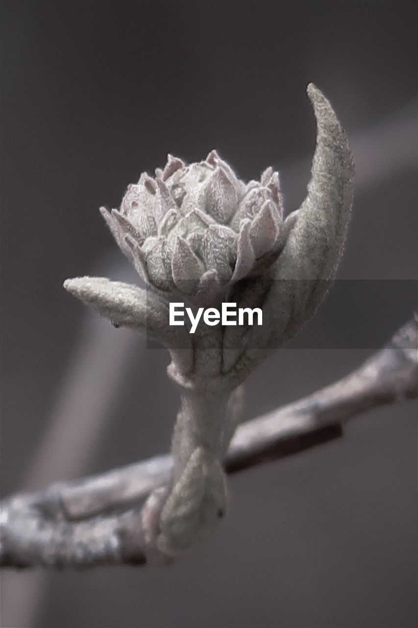 Budding flower in spring