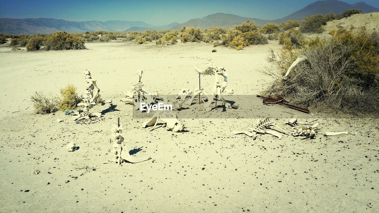 View of animal bones on sand