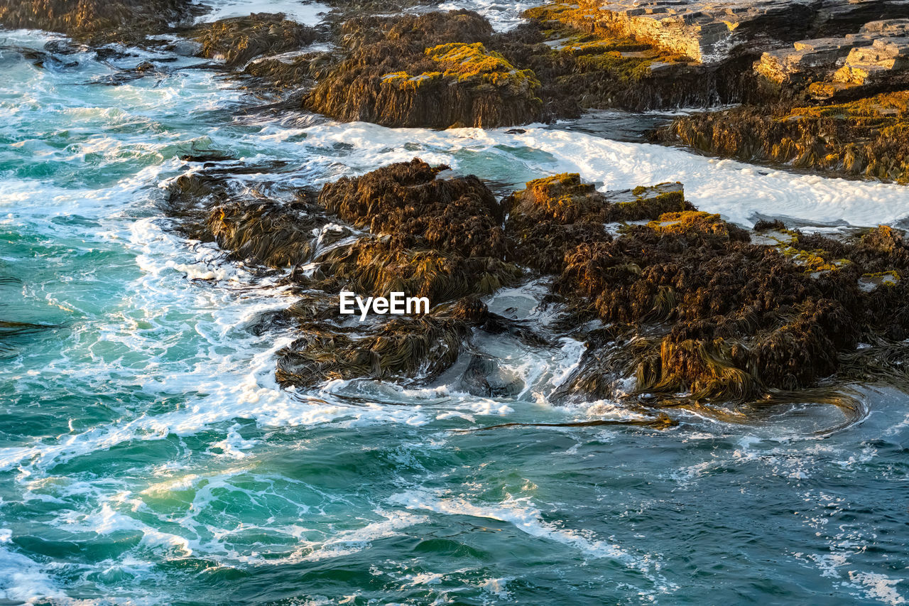 Cochayuyo a typical specie of seaweed found in the coast of chile.