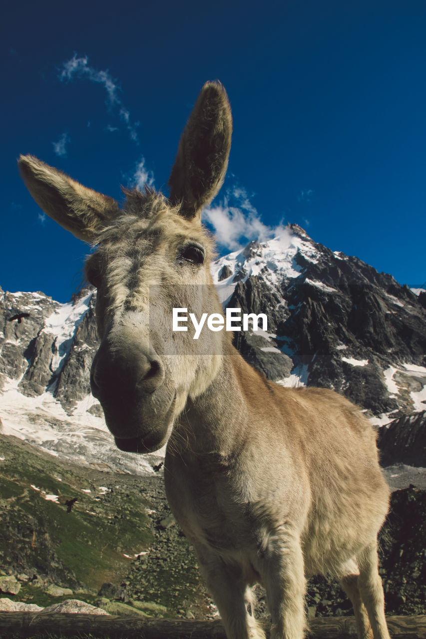 Portrait of donkey standing on mountain against clear blue sky