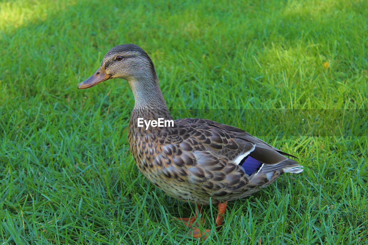Side view of a mallard duck on field