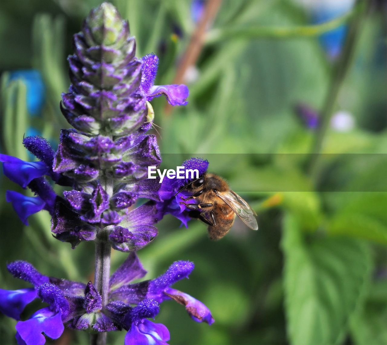 Close-up of honey bee on lavender blooming outdoors