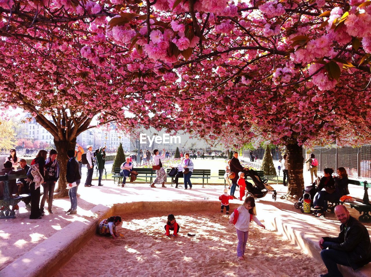 GROUP OF PEOPLE ON CHERRY TREE IN PARK