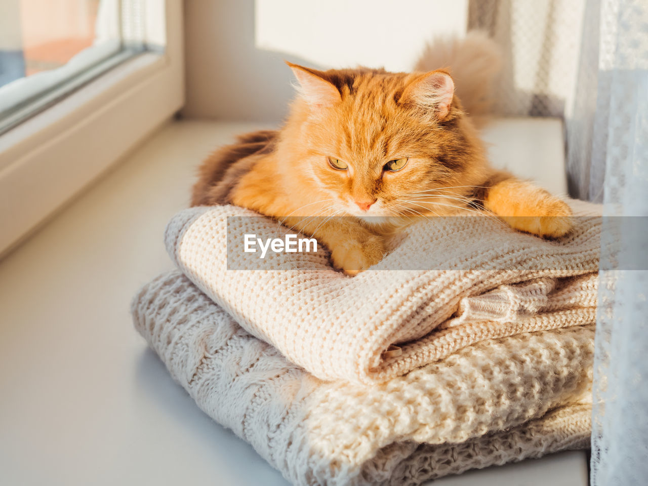 Cute ginger cat on pile of cable-knitted sweaters. fluffy pet on window sill with warm clothes.