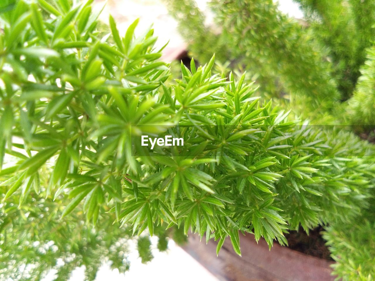 CLOSE-UP OF GREEN PLANTS