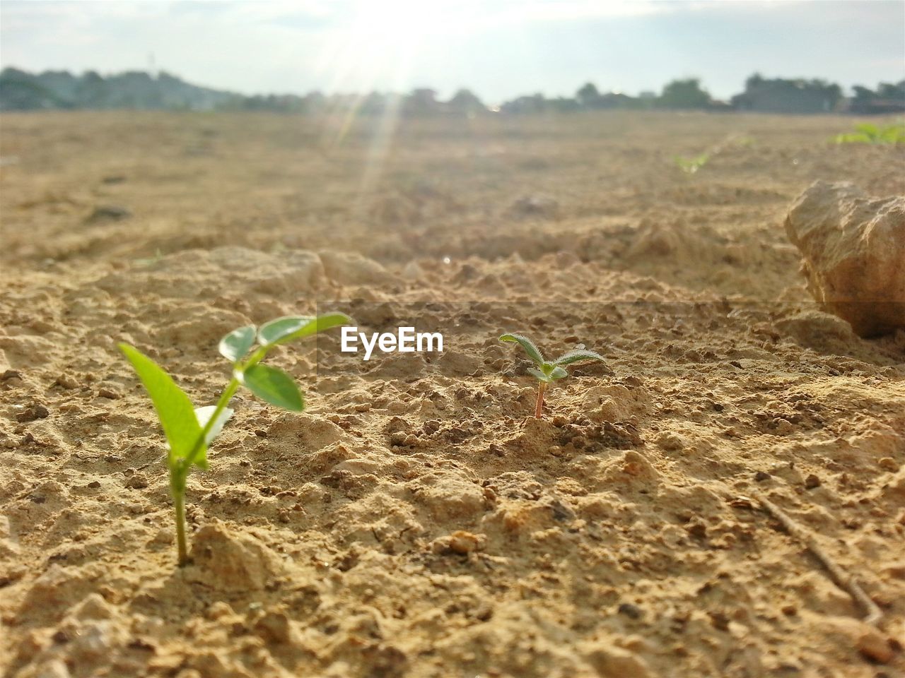 PLANTS GROWING ON FIELD DURING SUNNY DAY