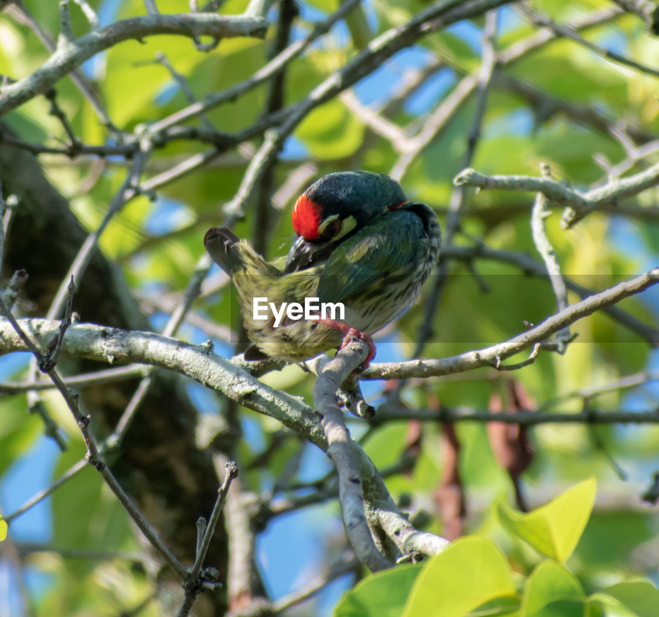 BIRD PERCHING ON A TREE