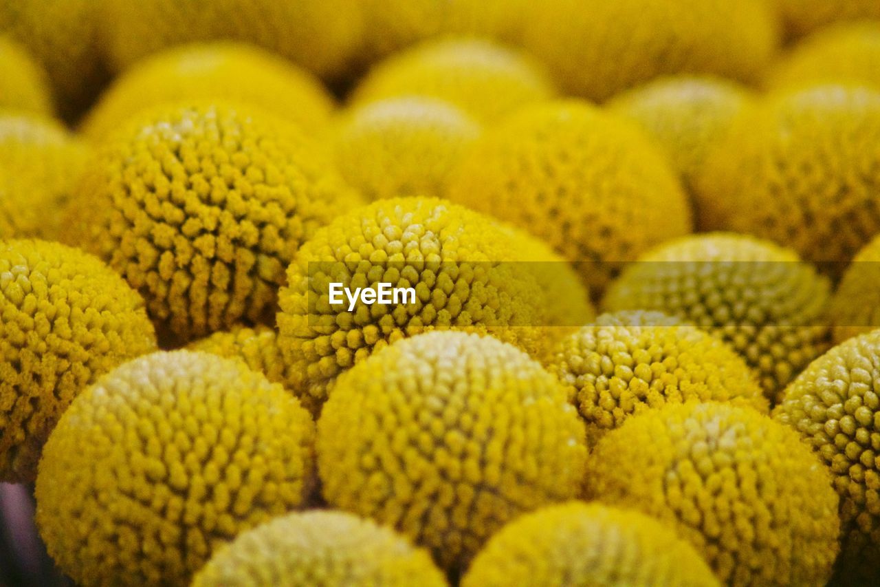 FULL FRAME SHOT OF YELLOW FLOWER