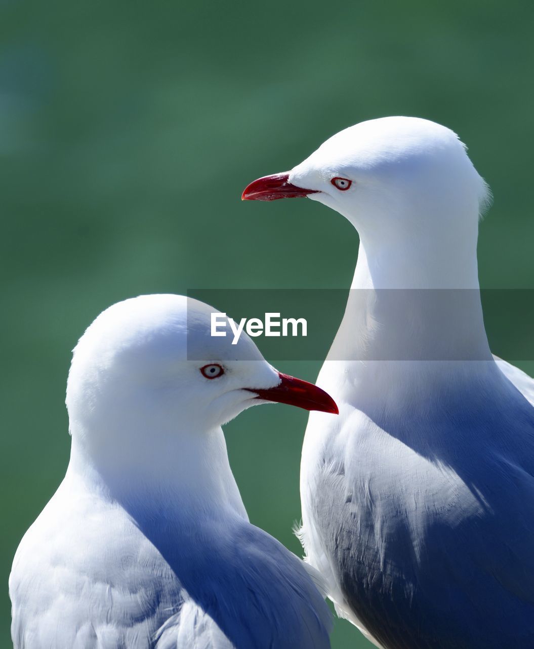 CLOSE-UP OF SEAGULL AGAINST WHITE BACKGROUND