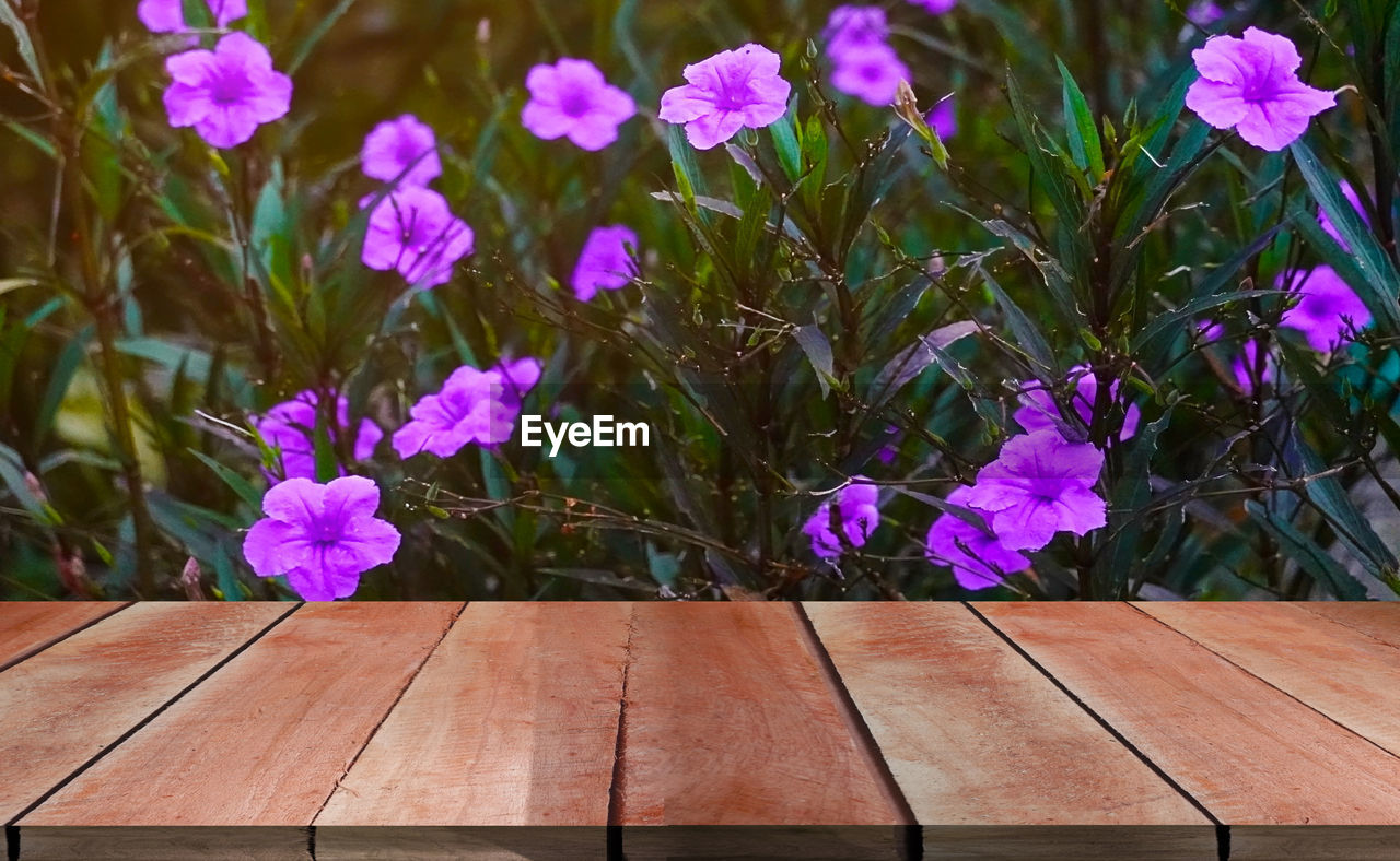 CLOSE-UP OF PURPLE FLOWERING PLANT