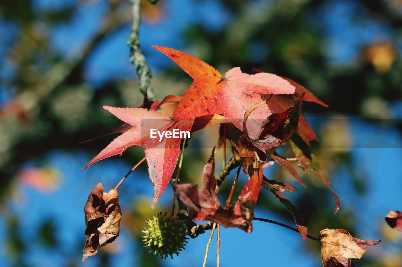 CLOSE-UP OF DRY LEAF ON TREE