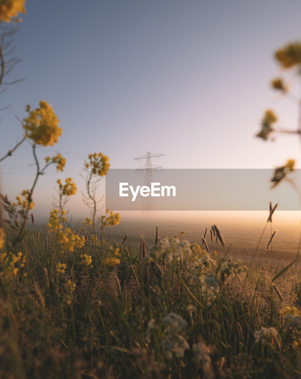 Scenic view of flowering plants on field against clear sky