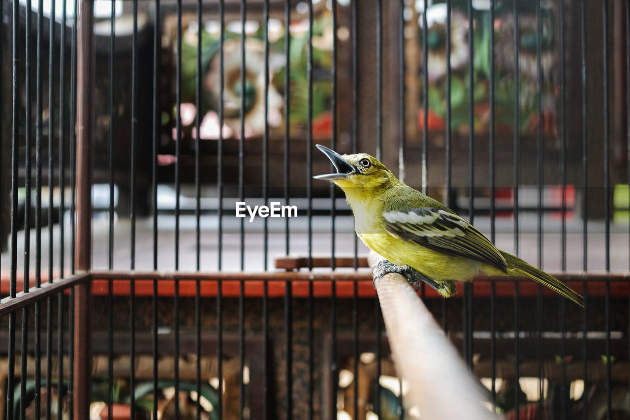 Close-up of bird perching in cage