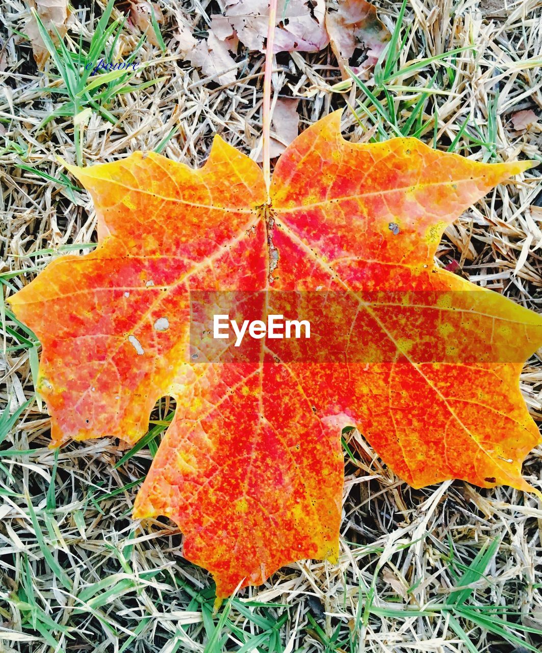 CLOSE-UP OF YELLOW MAPLE LEAVES ON FIELD