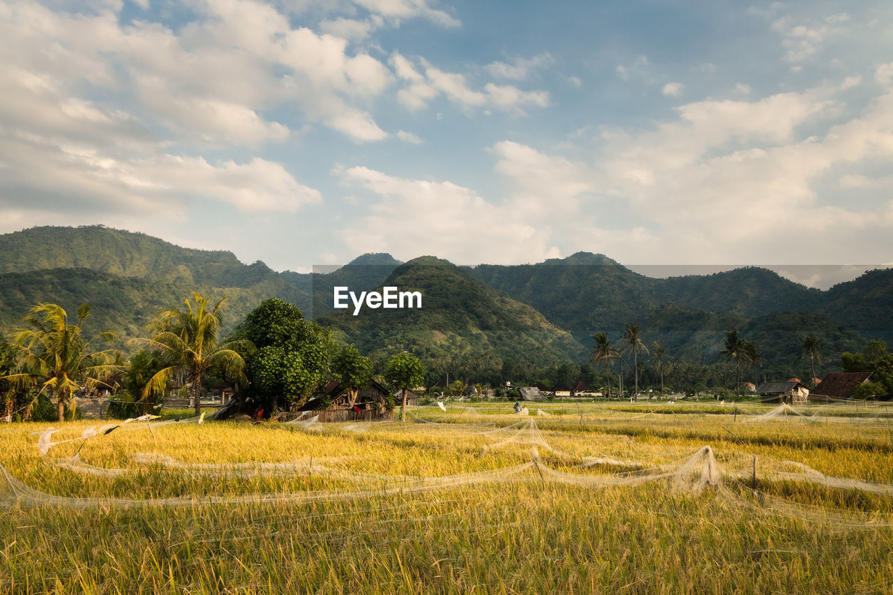 Farmland fields and hills of rural bali, in amed village, karangasem, indonesia