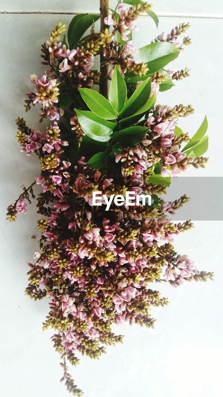 CLOSE-UP OF PURPLE FLOWERS AGAINST TREE