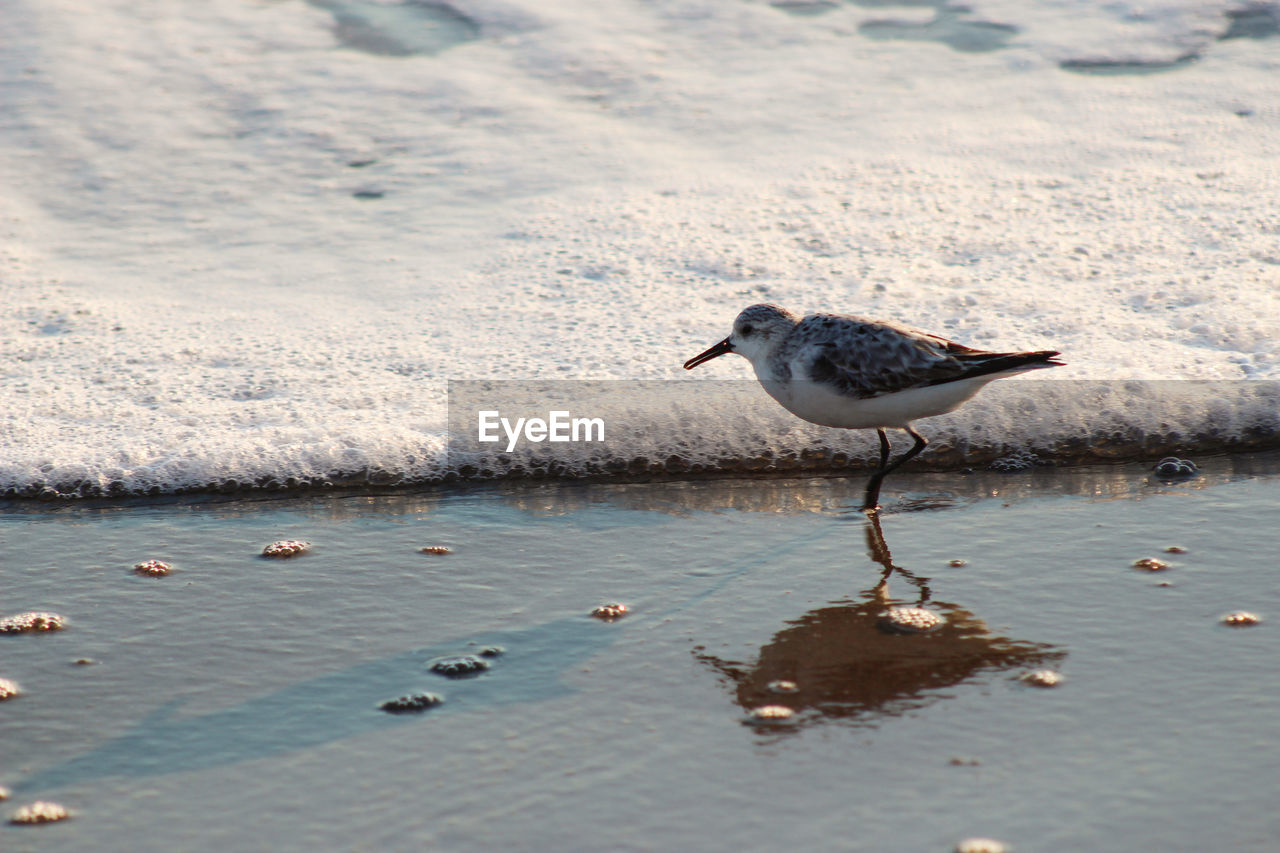 SEAGULL PERCHING AT SHORE