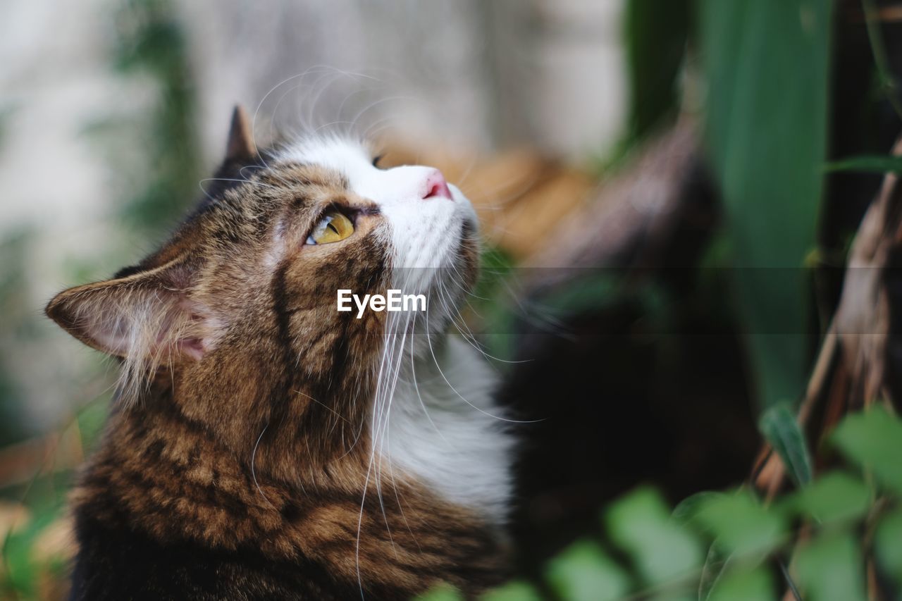 Close-up of a cat looking away