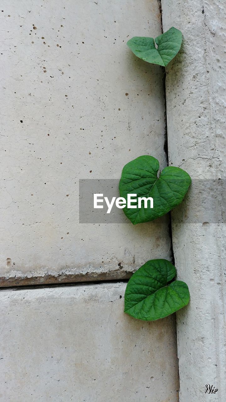 DIRECTLY ABOVE SHOT OF LEAVES ON WALL