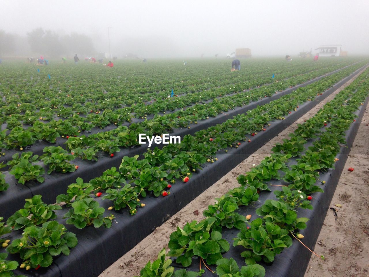 SCENIC VIEW OF FARM