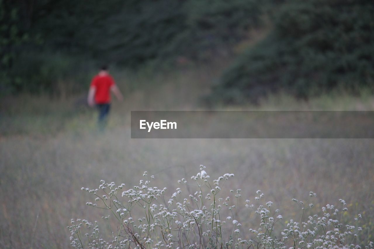 White wild flowers with man walking in forest in background