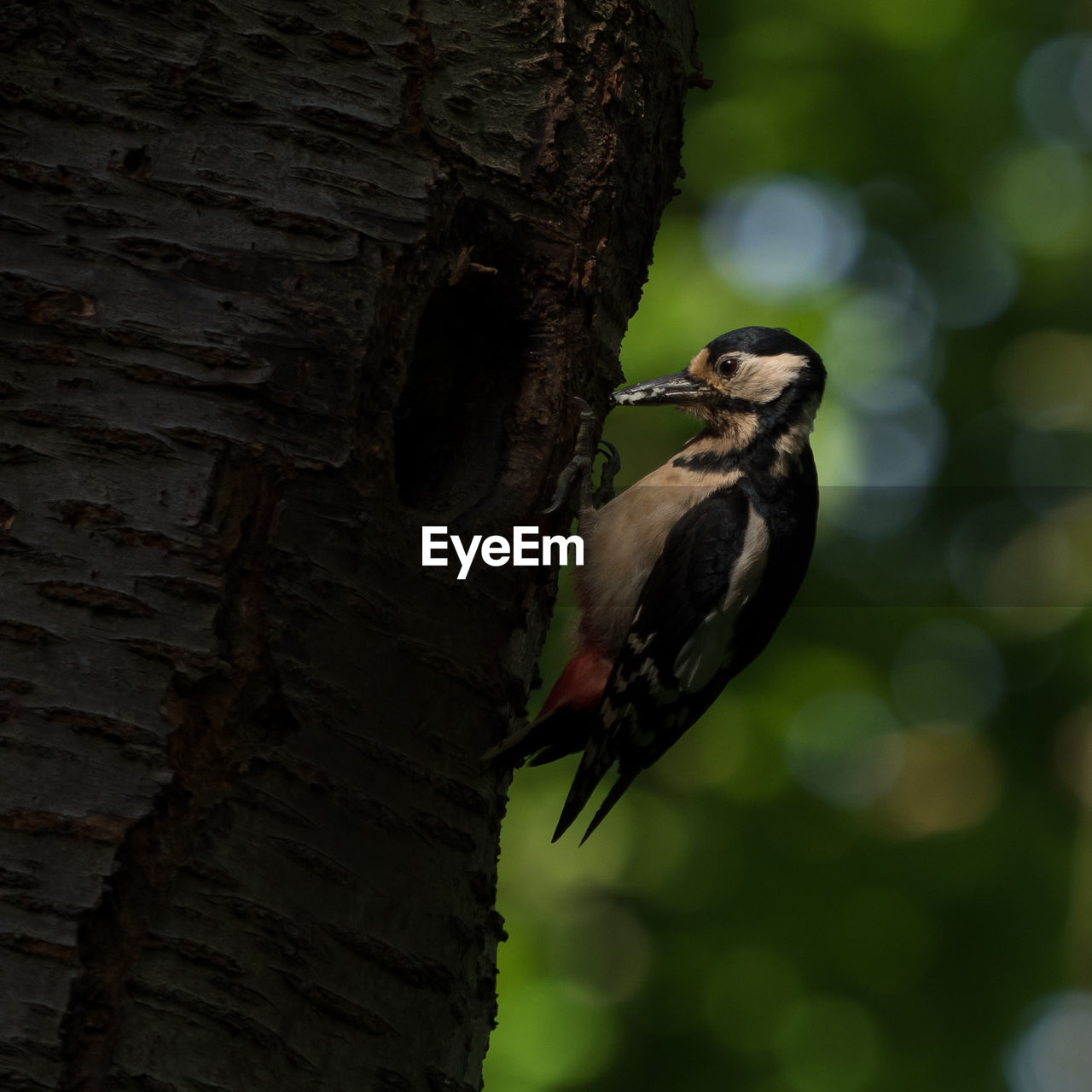 Close-up of woodpecker perching on tree trunk