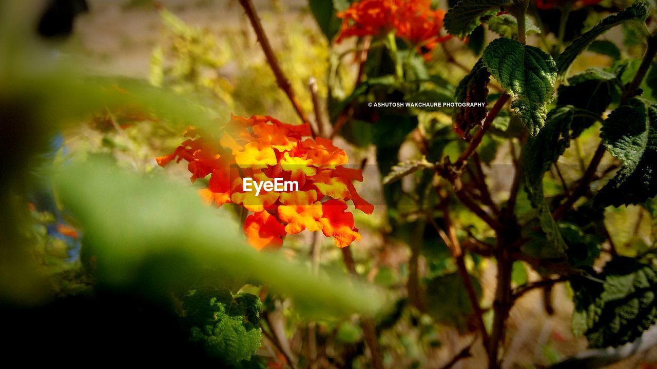 CLOSE-UP OF FRESH ORANGE FLOWERS BLOOMING IN PLANT