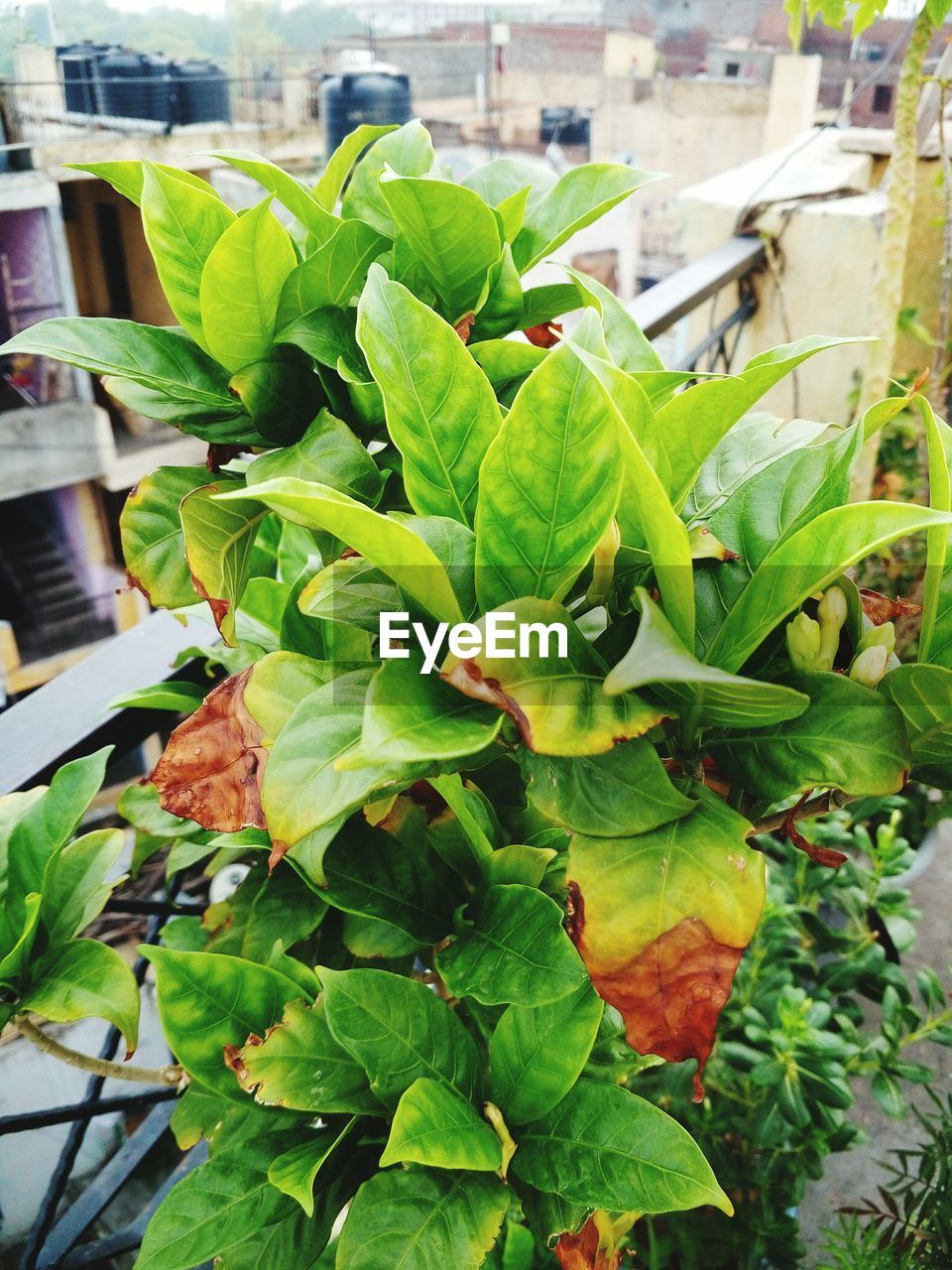 PLANTS GROWING ON A WALL