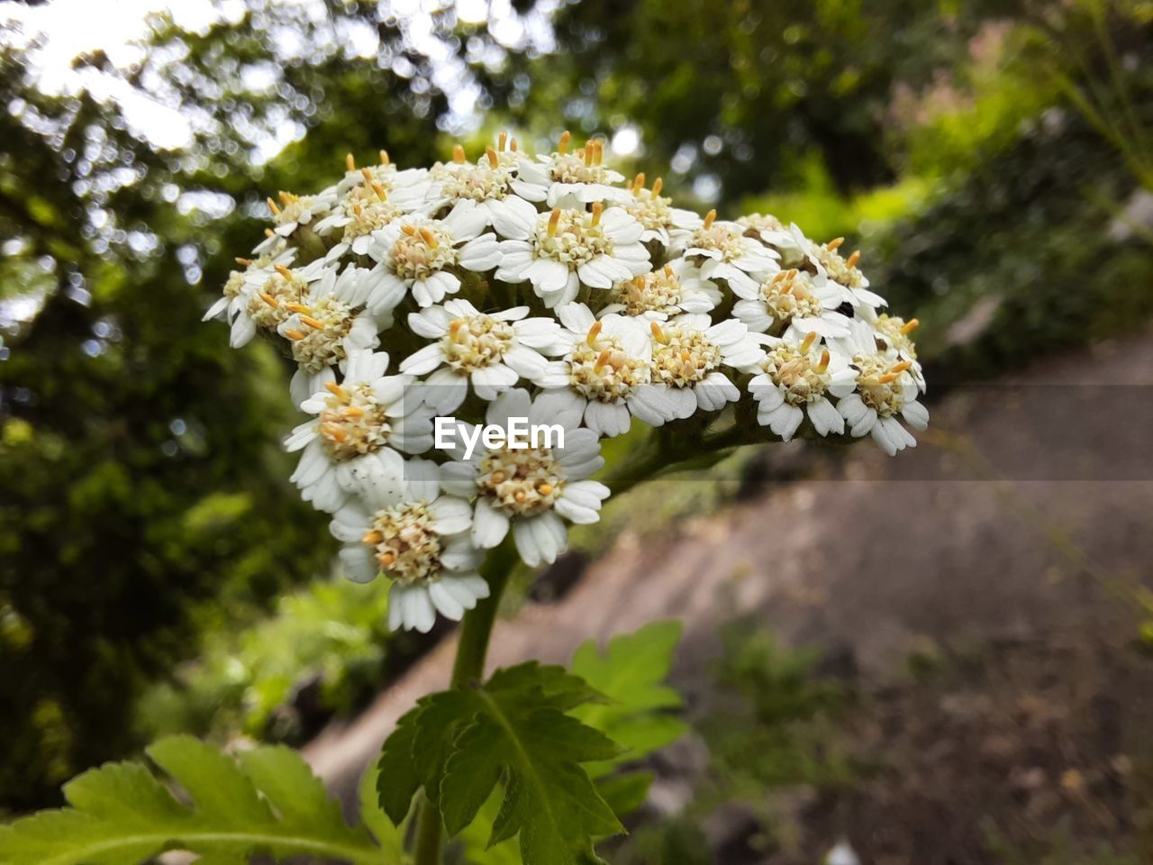 Close-up of white flowering plant