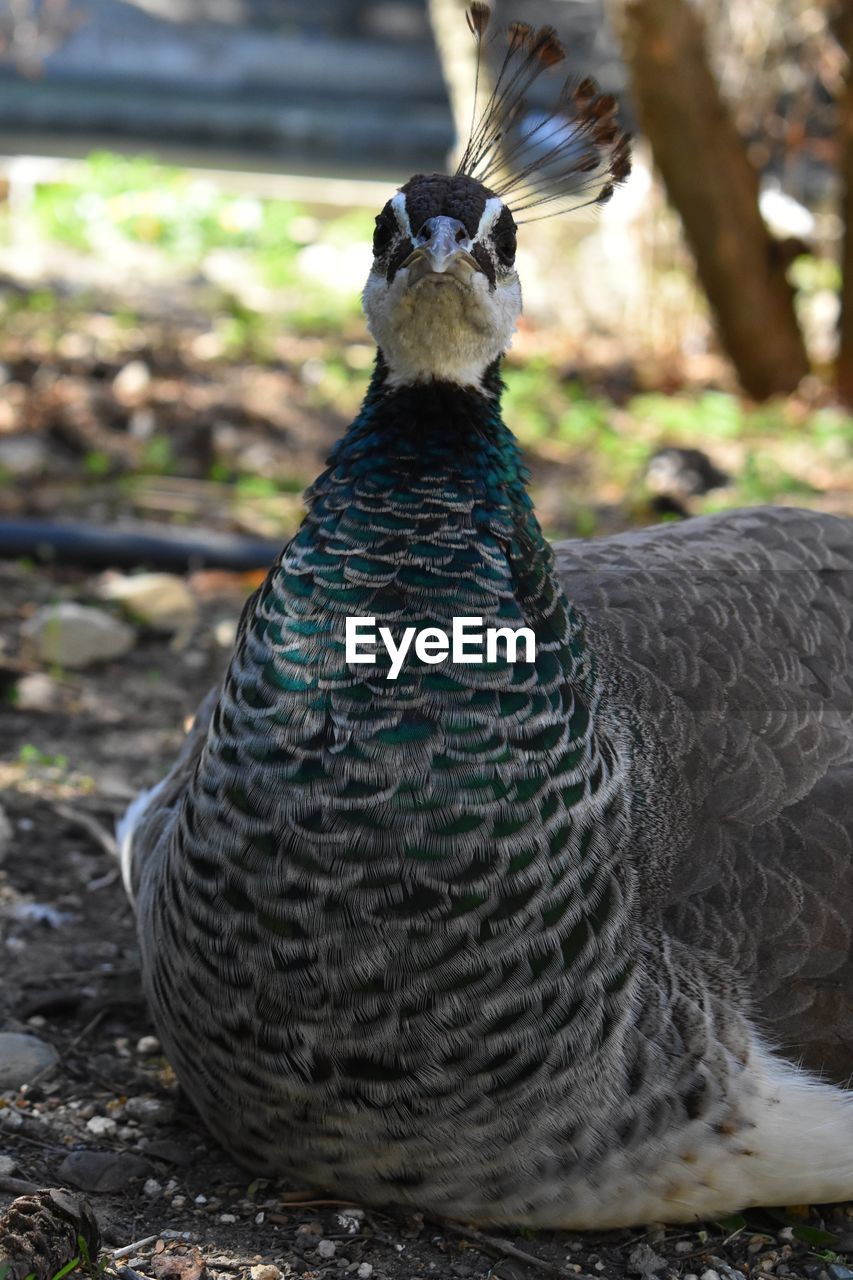 CLOSE-UP OF A BIRD ON FIELD