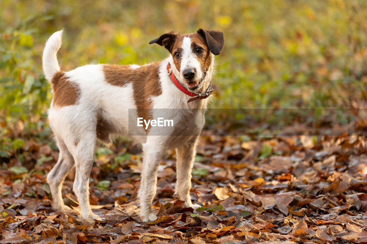 one animal, animal themes, mammal, animal, dog, canine, domestic animals, pet, autumn, leaf, plant part, portrait, nature, standing, no people, looking at camera, land, outdoors, day, full length, terrier, puppy, cute, looking, young animal