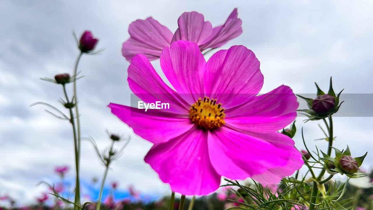 flower, flowering plant, plant, garden cosmos, freshness, beauty in nature, cosmos, nature, pink, petal, flower head, close-up, macro photography, fragility, cloud, sky, cosmos flower, growth, inflorescence, no people, blossom, focus on foreground, outdoors, purple, pollen, wildflower, springtime, environment, botany, magenta, landscape, summer, vibrant color, day, multi colored, meadow