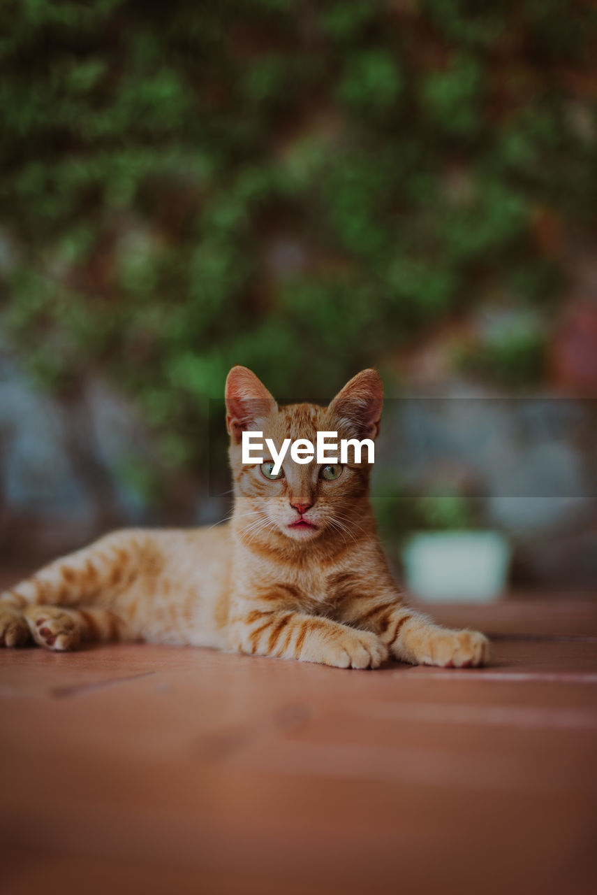 animal themes, cat, animal, mammal, pet, domestic animals, domestic cat, feline, one animal, portrait, looking at camera, whiskers, small to medium-sized cats, felidae, no people, sitting, kitten, carnivore, relaxation, selective focus, close-up, young animal, cute, front view