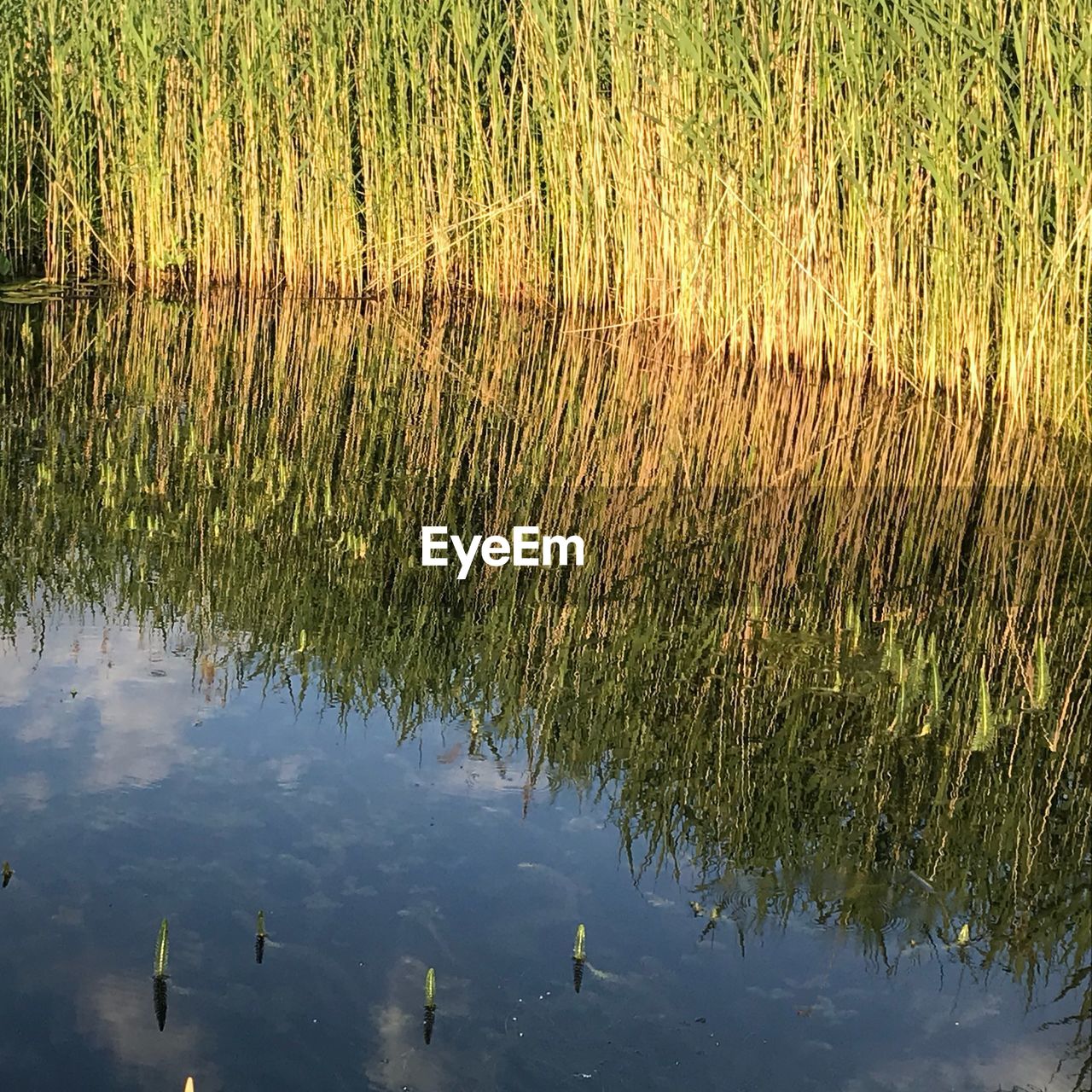 FLOCK OF BIRDS IN LAKE