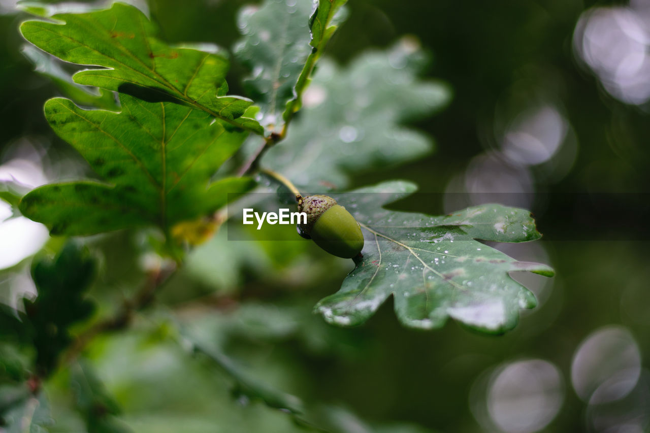 CLOSE-UP OF WET LEAF