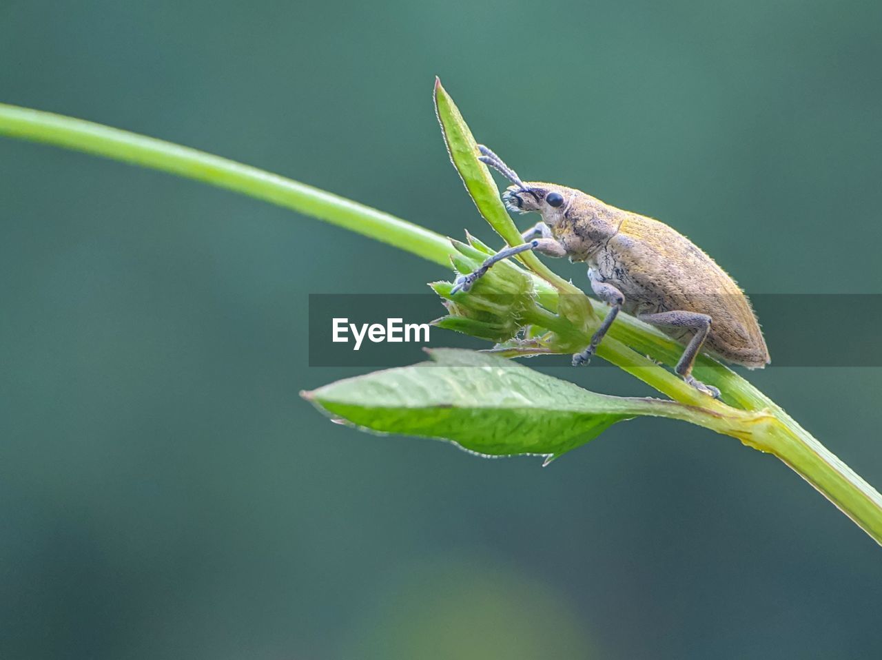 CLOSE-UP OF GRASSHOPPER