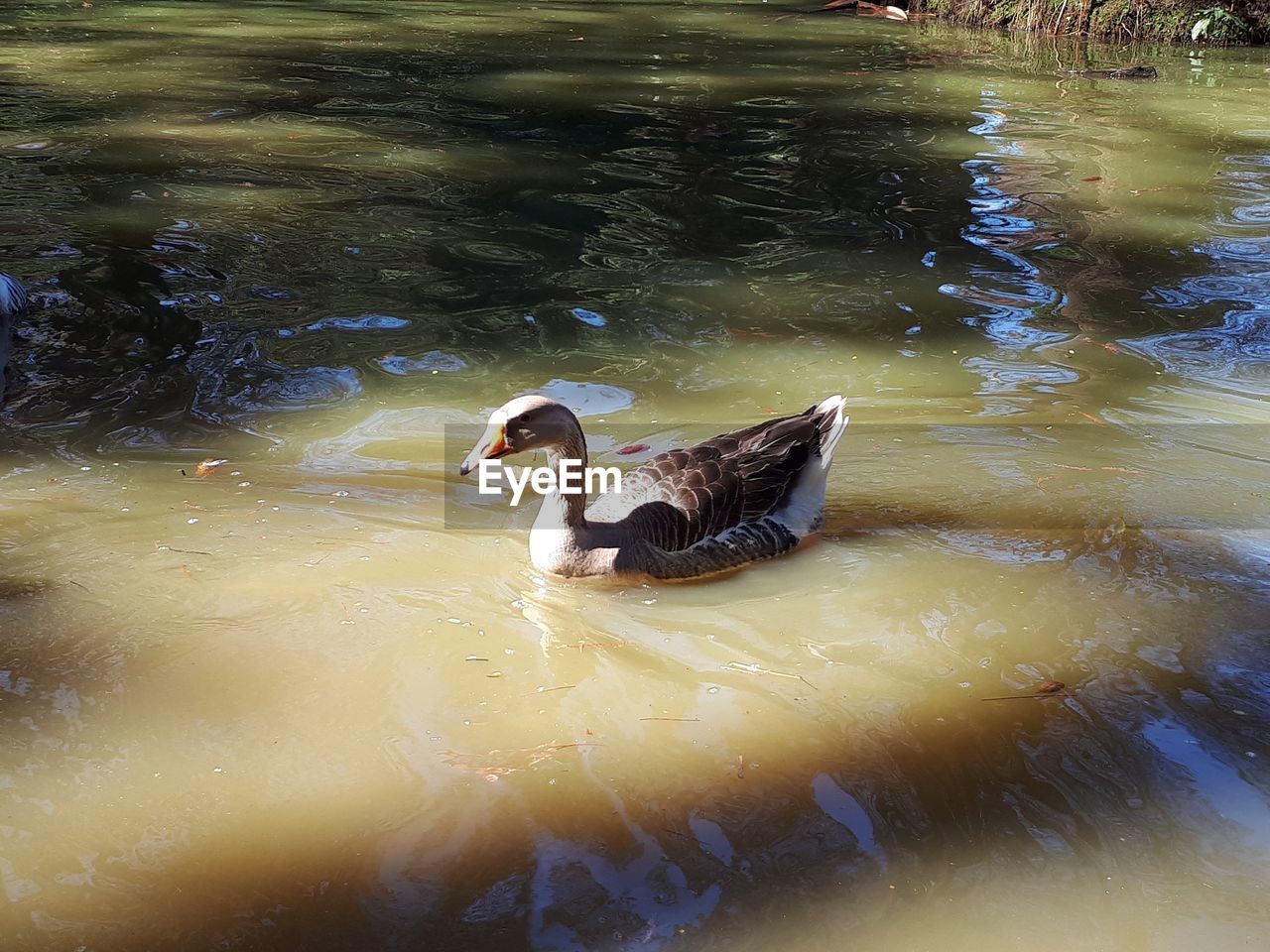 DUCKS SWIMMING IN LAKE