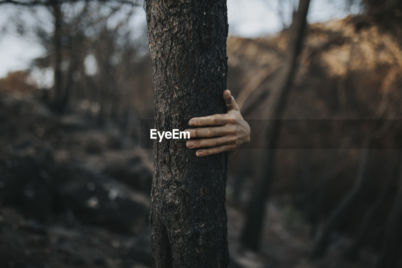 Woman's hand holding onto burnt tree trunk in forest