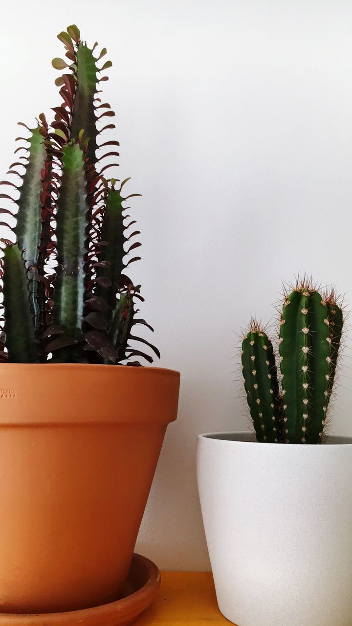 Potted cacti against white wall