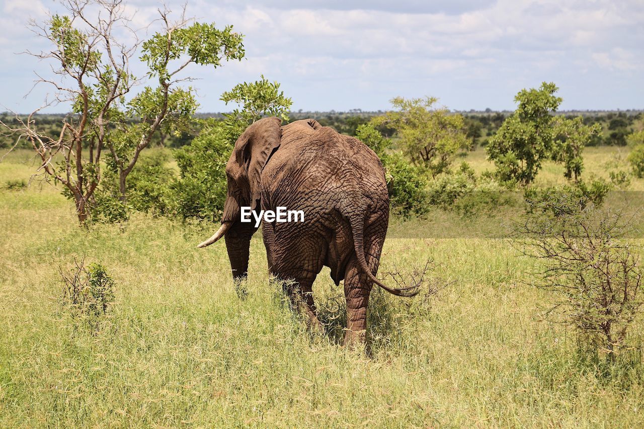 Elephant walking on landscape against sky