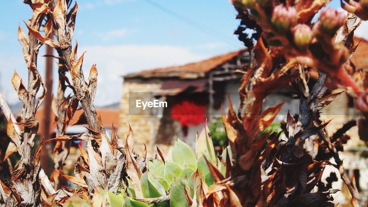 Close-up of plant against blurred background