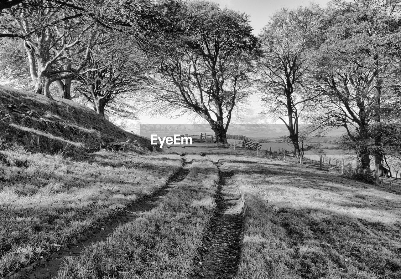 VIEW OF BARE TREES ON FIELD