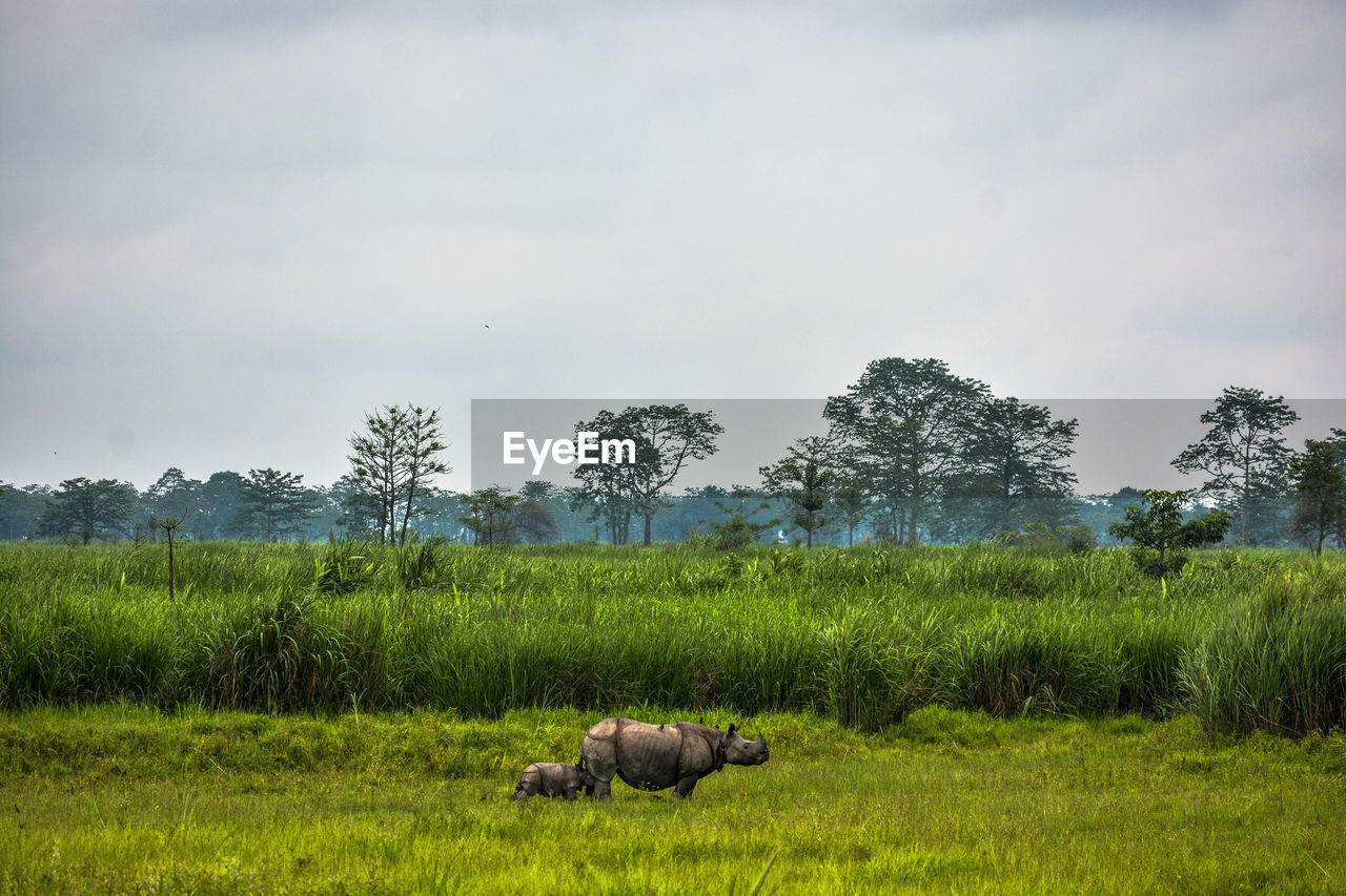Rhinoceros walking on field against sky