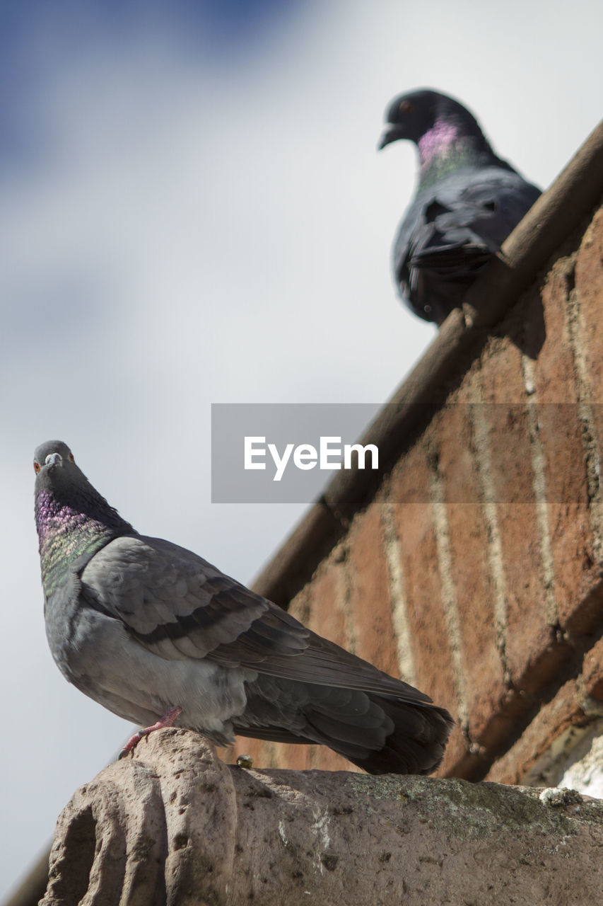 Low angle view of pigeons on roof against sky