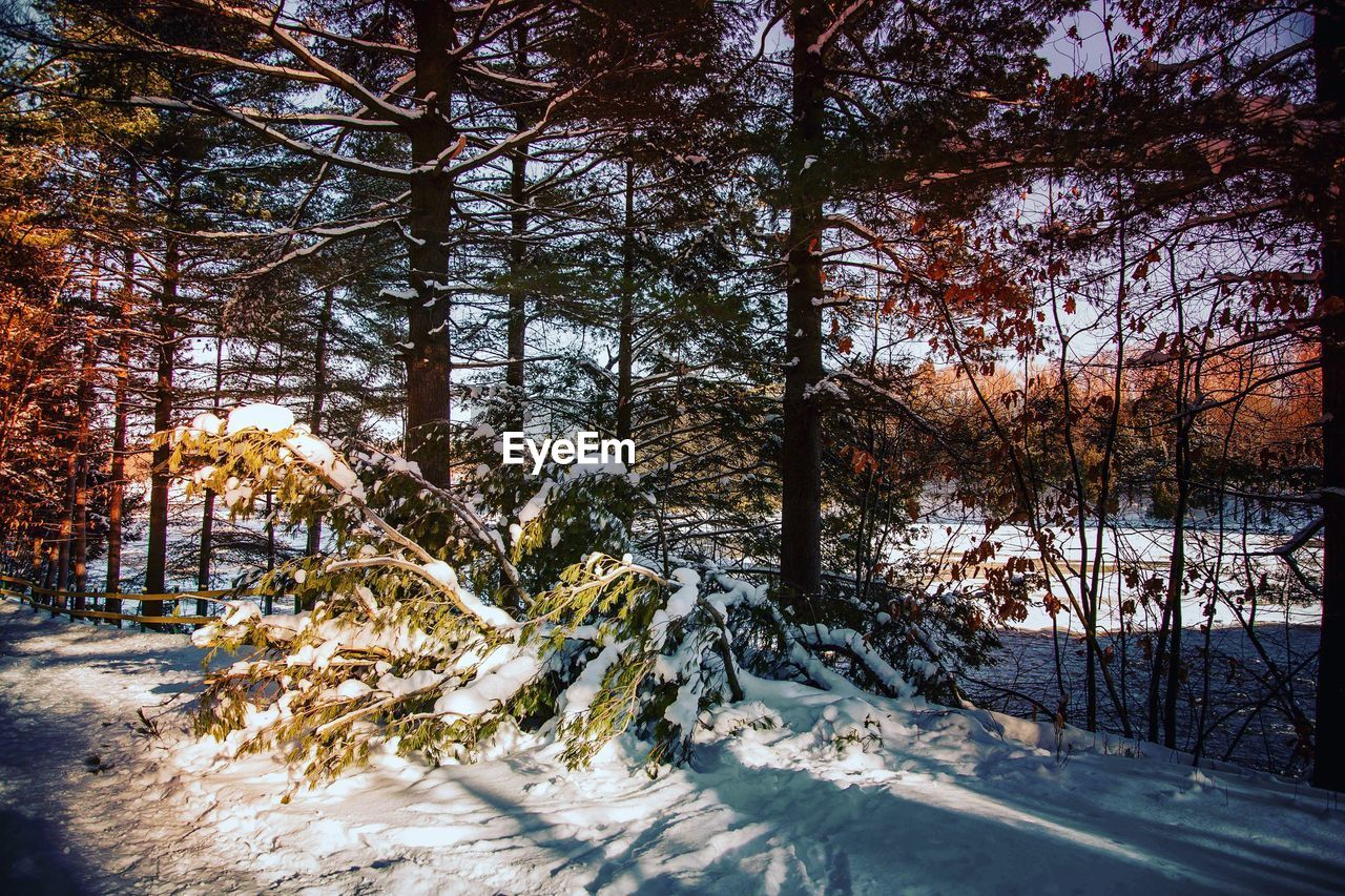 TREES IN SNOW COVERED LANDSCAPE