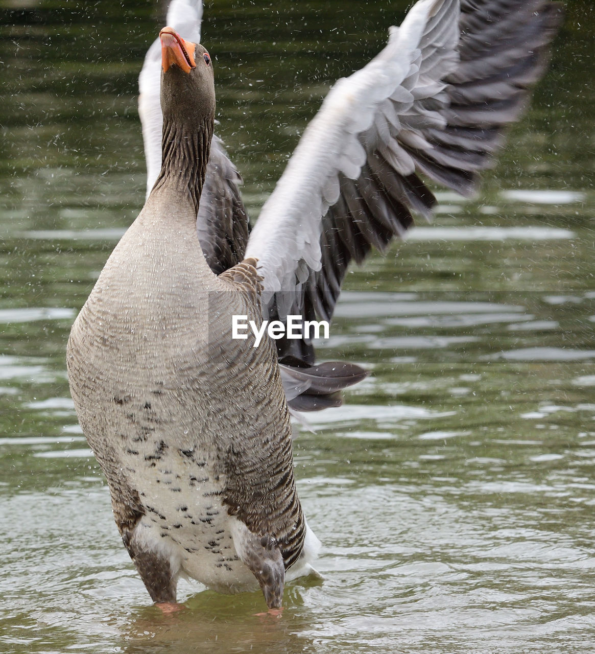 Portrait of a greylag goose flapping it's wings in the water