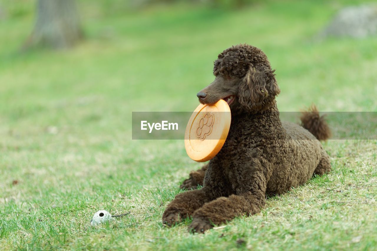 Brown poodle dog relaxing with plastic disc on grassy field